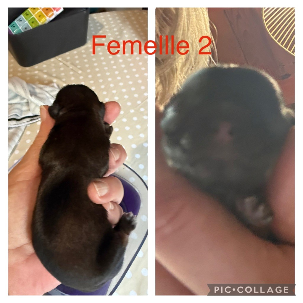 du Pilon des Aures - Chiots disponibles - Shih Tzu