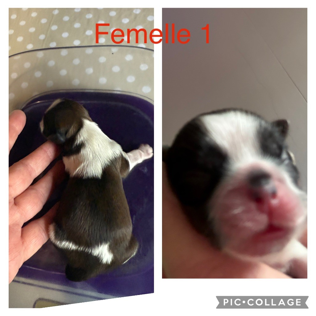 du Pilon des Aures - Chiots disponibles - Shih Tzu