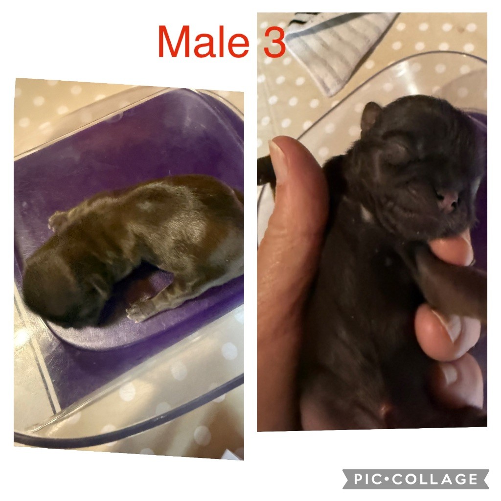 du Pilon des Aures - Chiots disponibles - Shih Tzu
