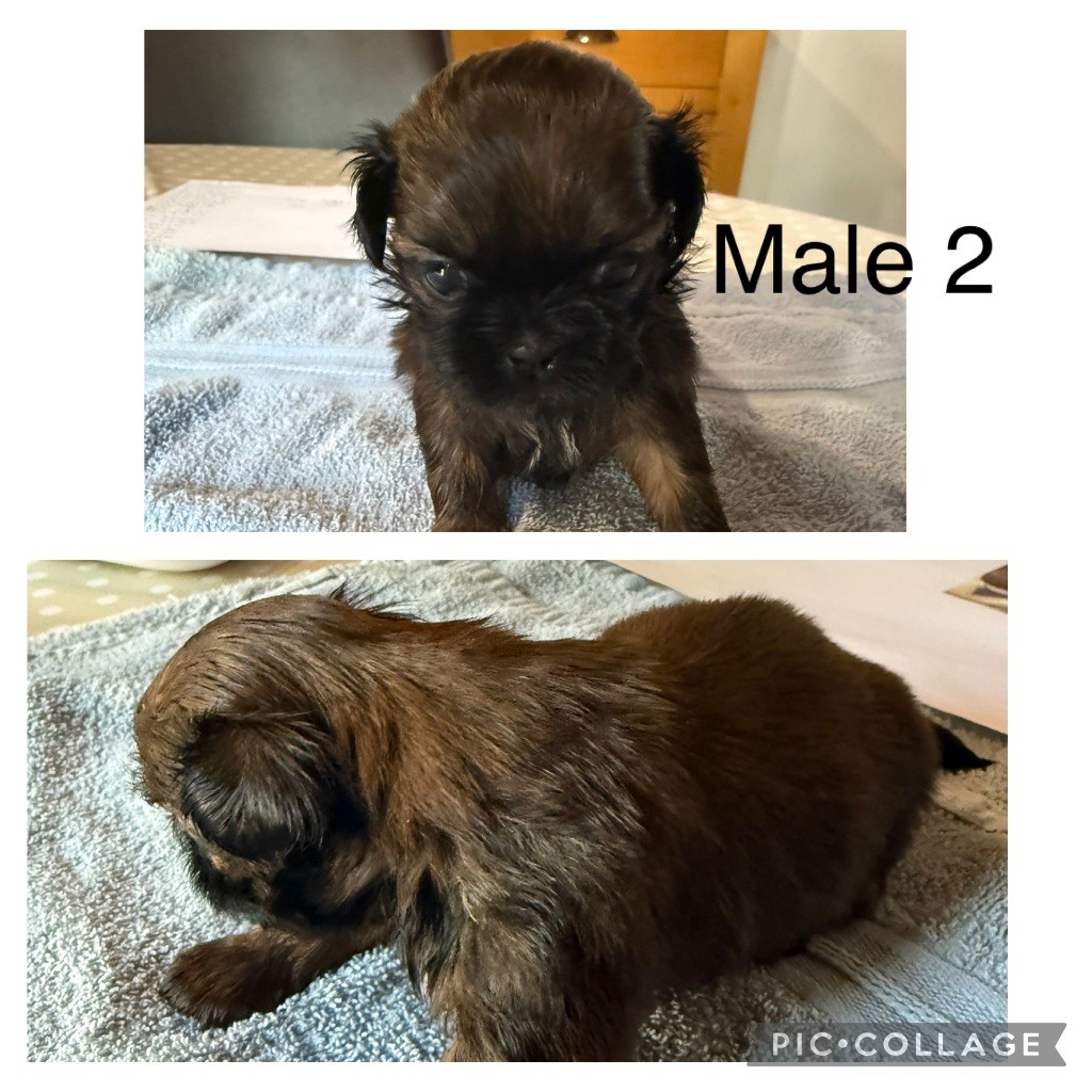 du Pilon des Aures - Chiots disponibles - Shih Tzu