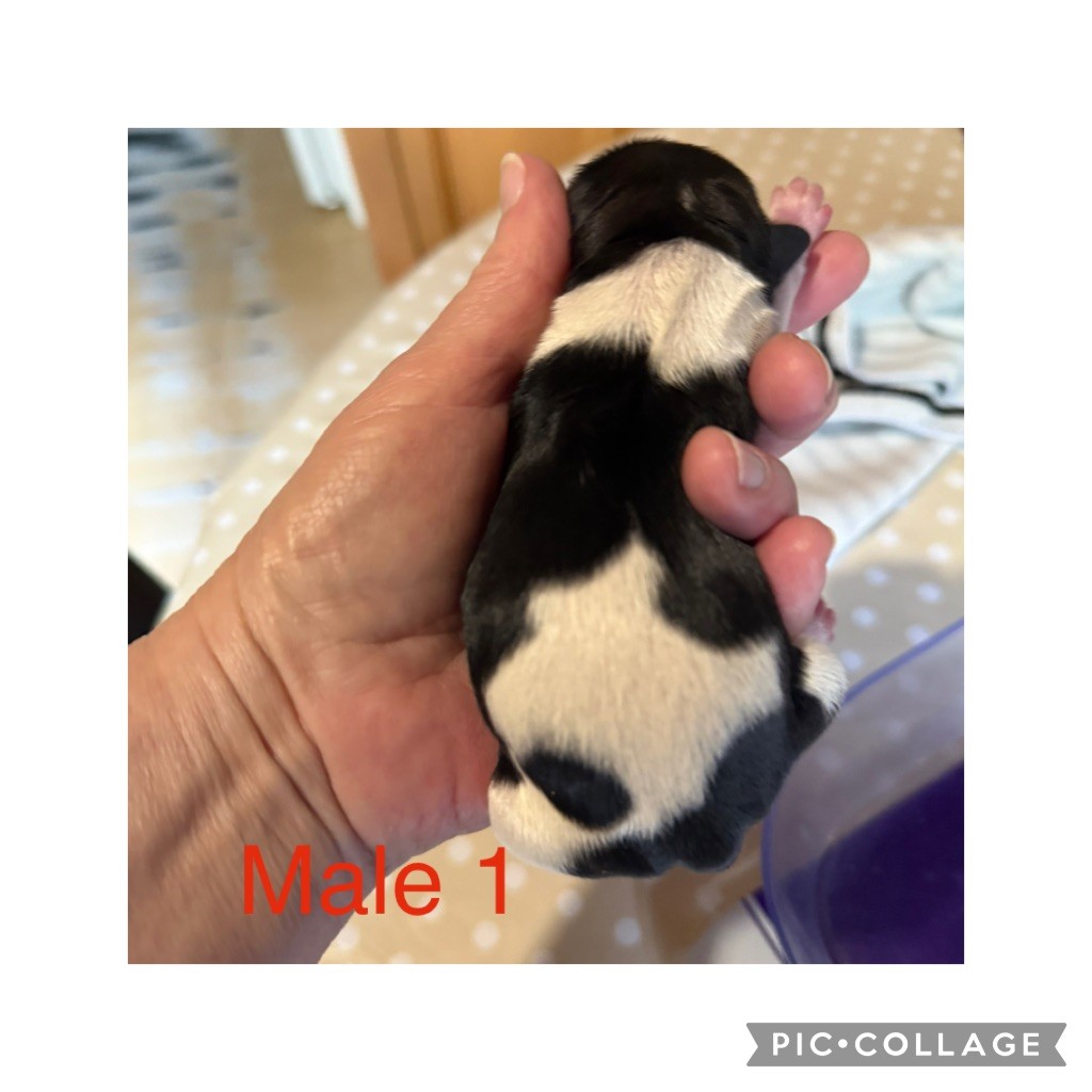 du Pilon des Aures - Chiots disponibles - Shih Tzu