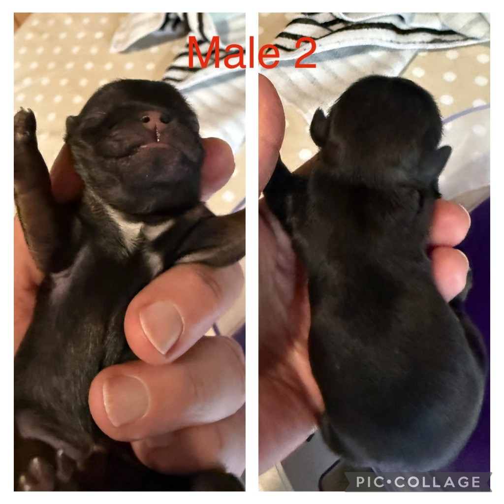 du Pilon des Aures - Chiots disponibles - Shih Tzu