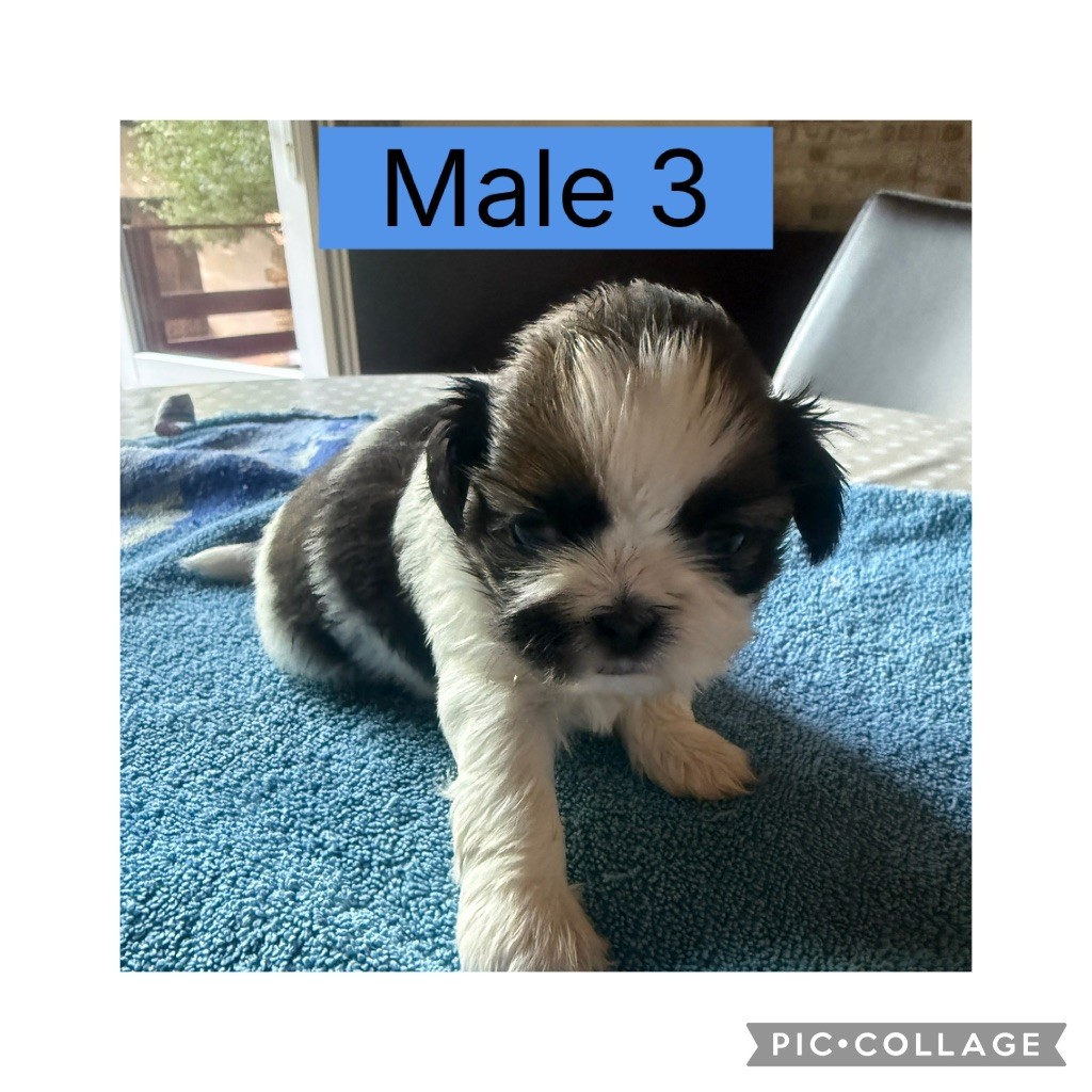 du Pilon des Aures - Chiots disponibles - Shih Tzu