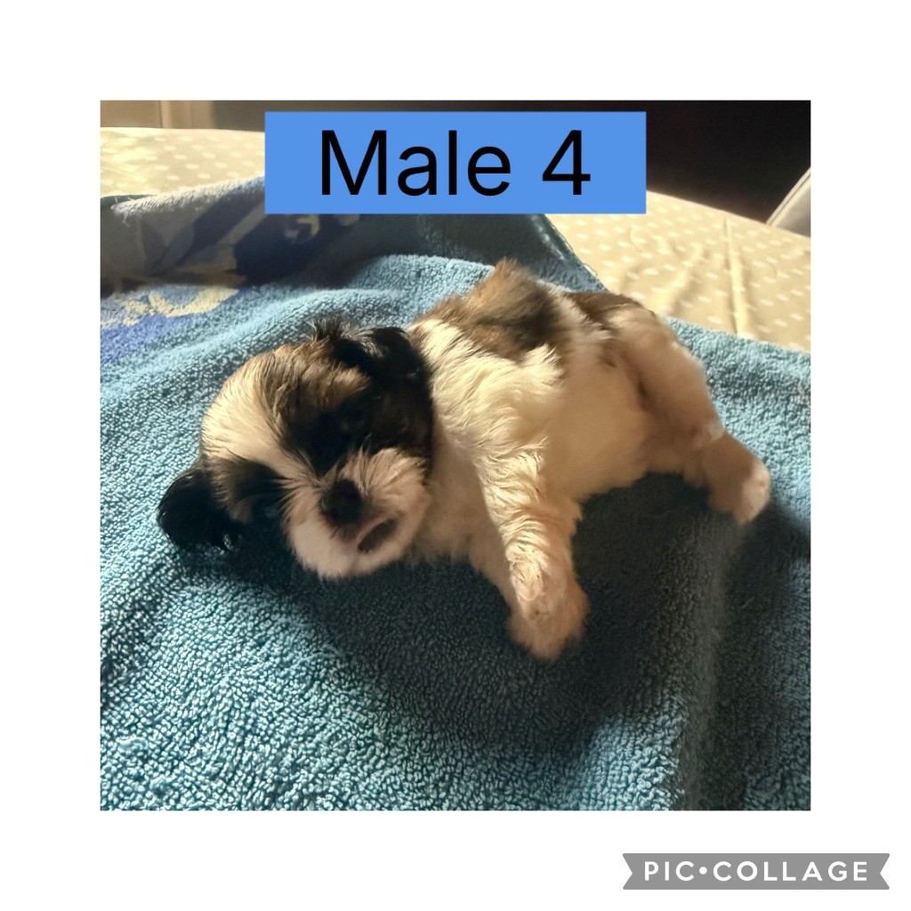 du Pilon des Aures - Chiots disponibles - Shih Tzu