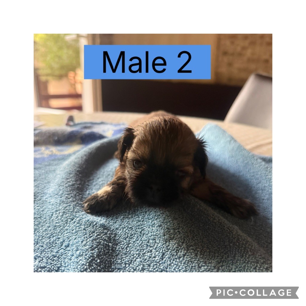 du Pilon des Aures - Chiots disponibles - Shih Tzu