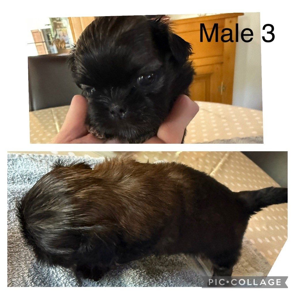 du Pilon des Aures - Chiots disponibles - Shih Tzu